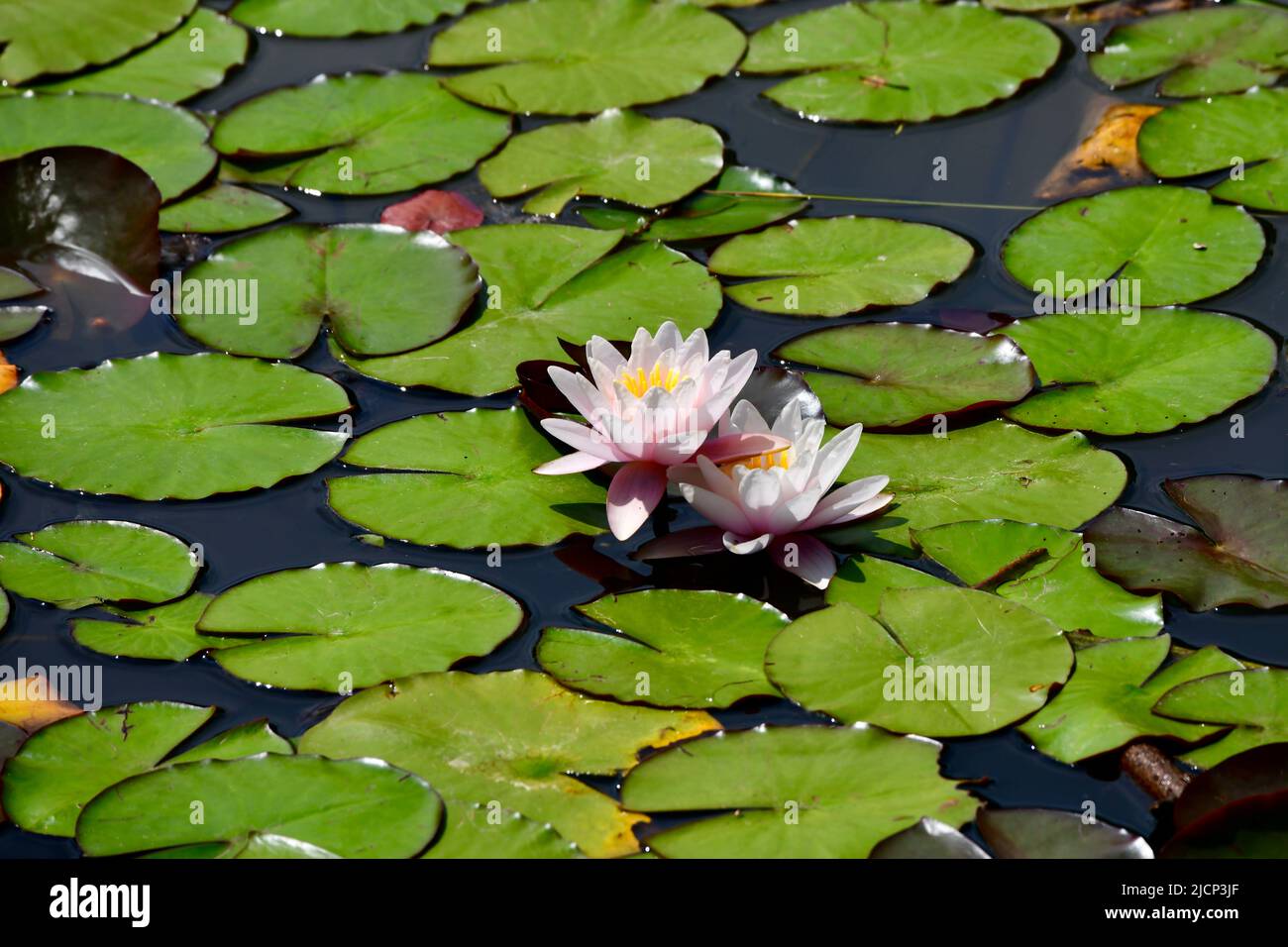 Nymhaea rosea - Seerose mit rosa Blüten Stock Photo