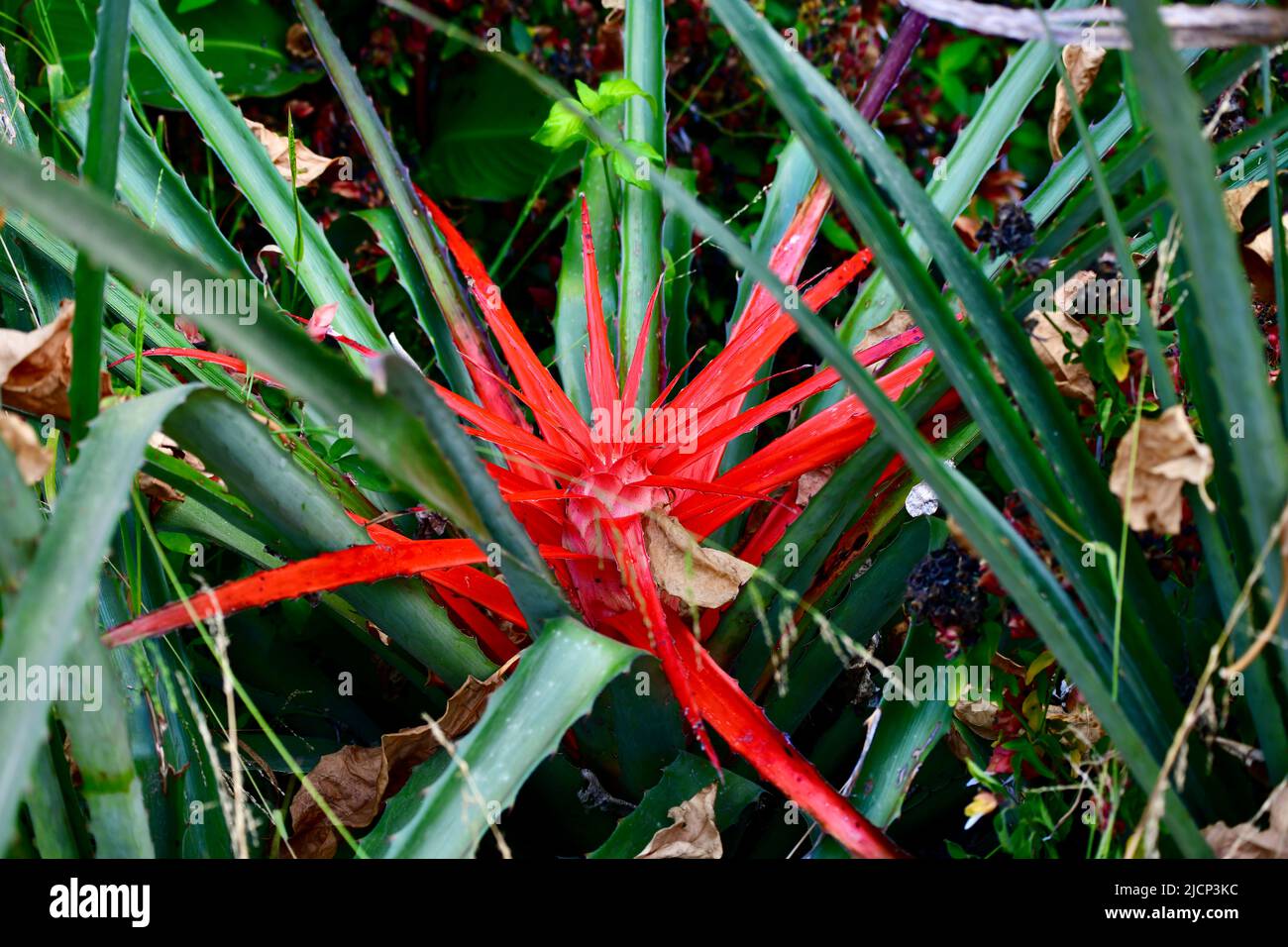 rote Kaktusblüte Stock Photo