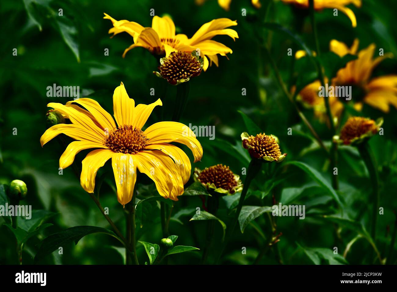 yellow blossoms, Stock Photo