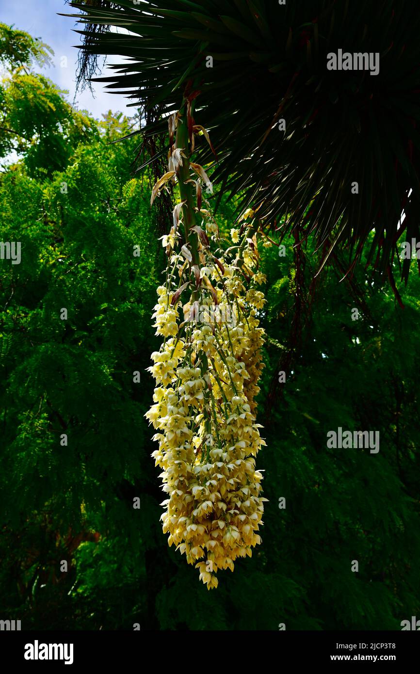 Blüten einer Palme - Palm tree blossom Stock Photo