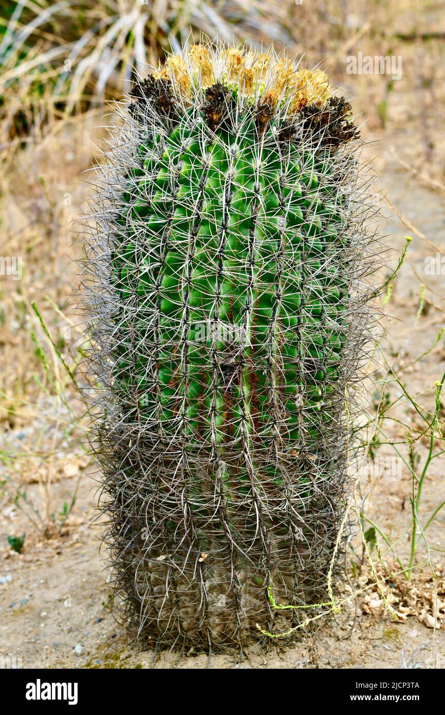 blühender echinocactus grusonii Stock Photo