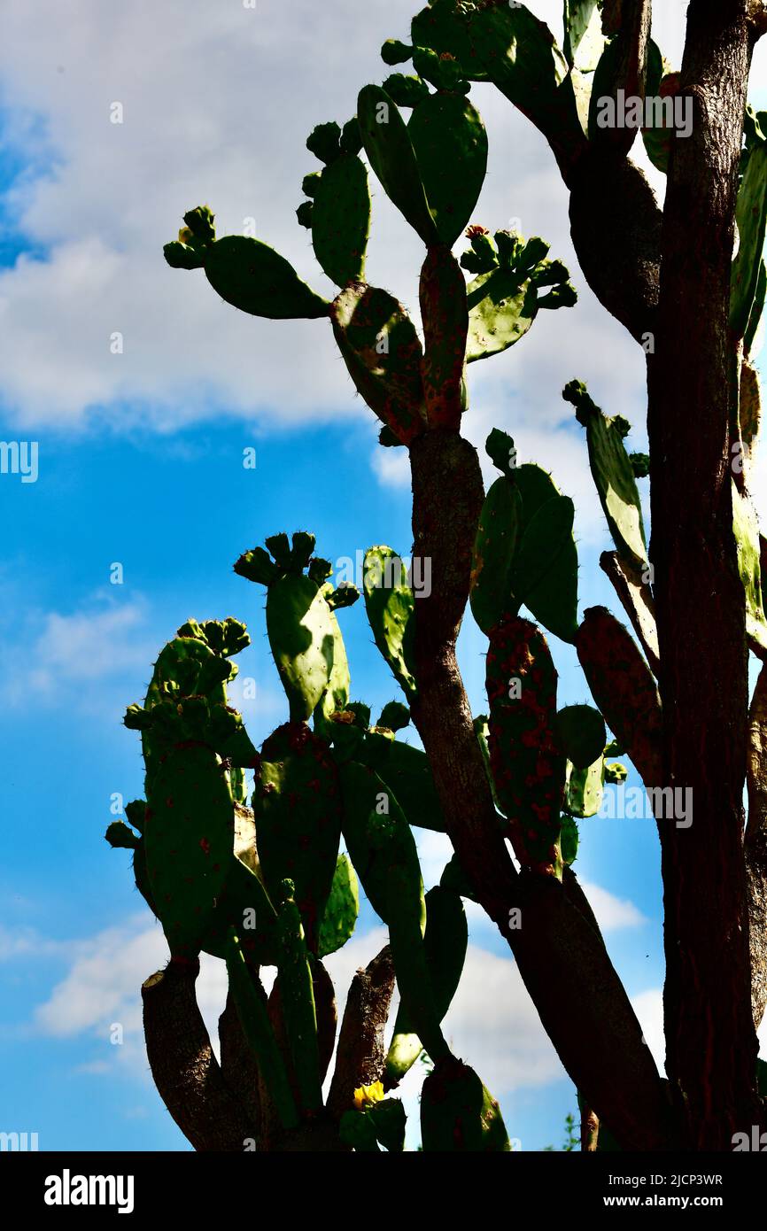 grosser blühender Feigenblattkaktus - opuntia ficus india Stock Photo