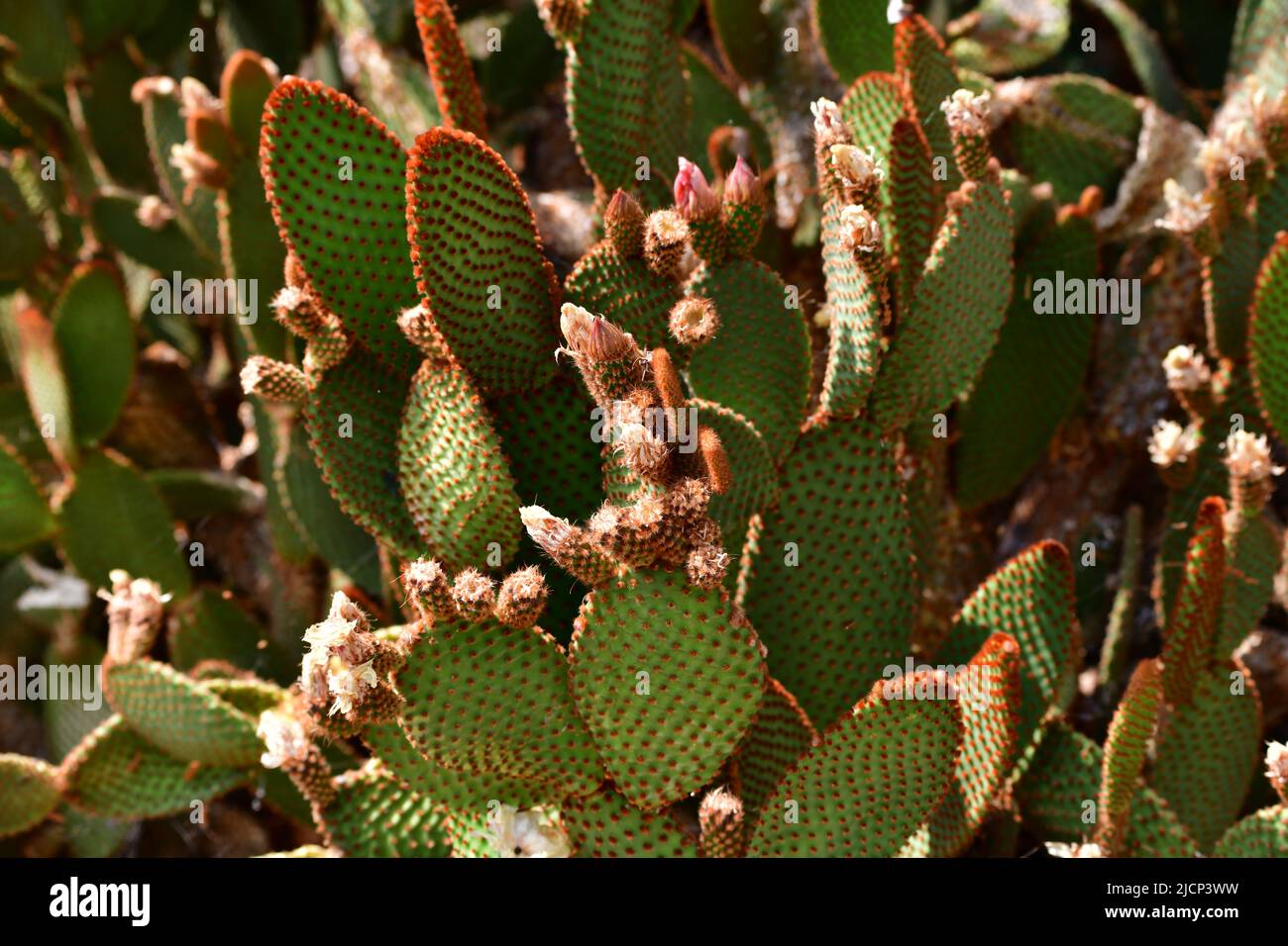 grosser , violett blühender Feigenblattkaktus - opuntia ficus-India Stock Photo