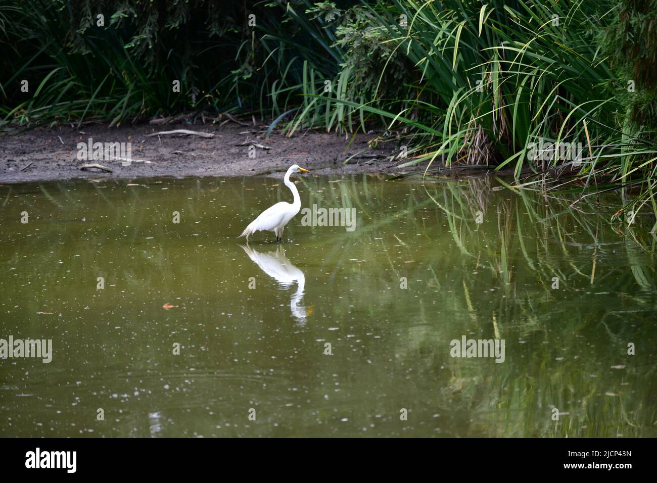white  heron reflecting himself in the water of a pond Stock Photo