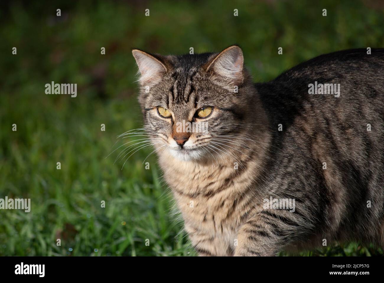 Close up of a brown tabby feral cat Stock Photo