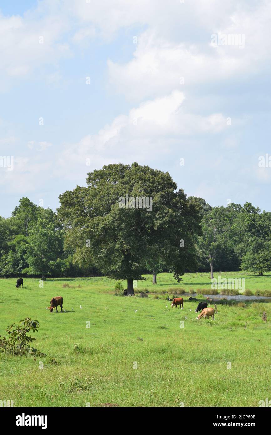Cows grazing in an East Texas field, cow birds among them in the grass, under a partly cloudy sky Stock Photo