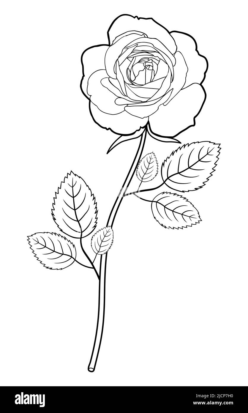Drawing of rose flower with leaves. Hand drawn sketch. vector ...
