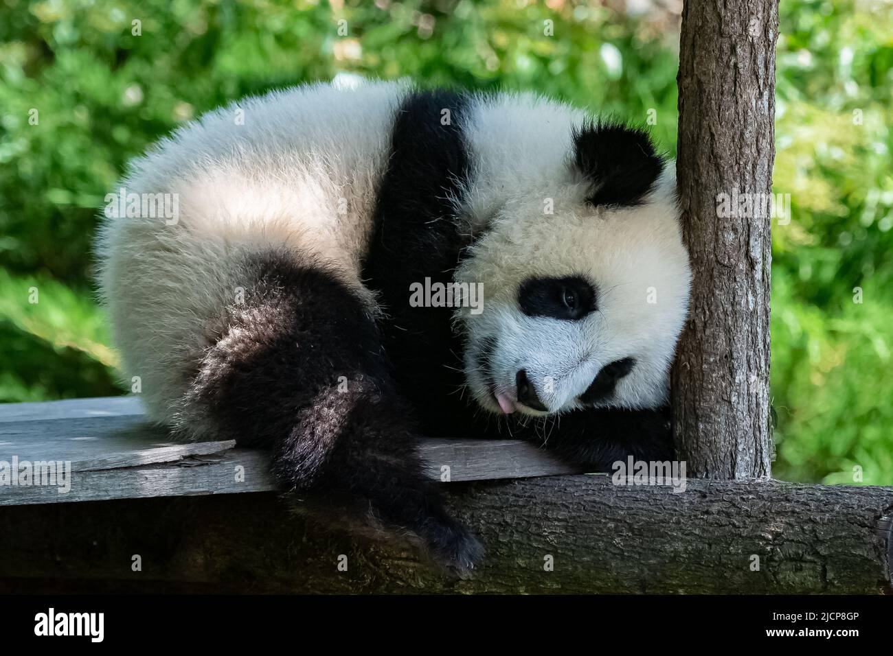 A giant panda, a cute baby panda napping, funny animal Stock Photo - Alamy