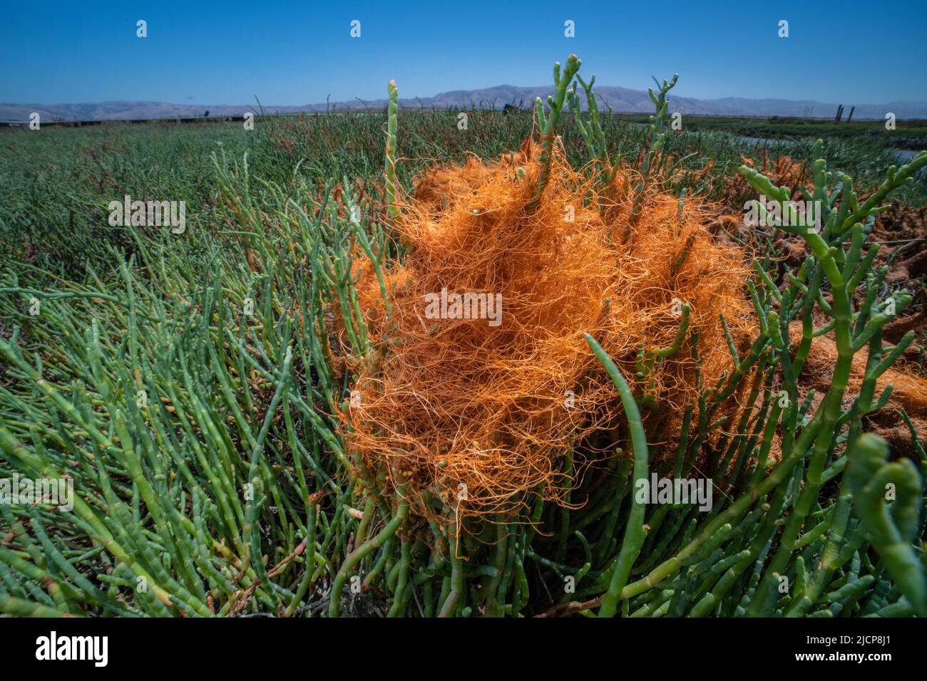 Goldenthread or pacific dodder (Cuscuta pacifica) is a parasitic plant growing on pickleweed (Salicornia) on the Pacific coast of California, USA. Stock Photo