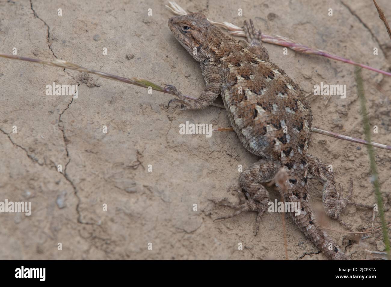A gravid female western fence lizard (Sceloporus occidentalis) basking, she will soon lay her eggs. From the San Francisco bay region of California. Stock Photo