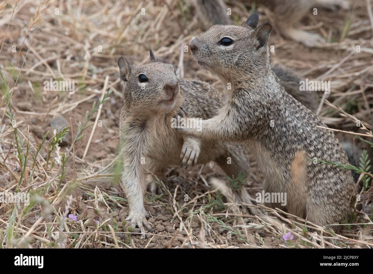 California ground squirrels (Otospermophilus beecheyi) a pair of juveniles playing together in the San Francisco bay region of California. Stock Photo