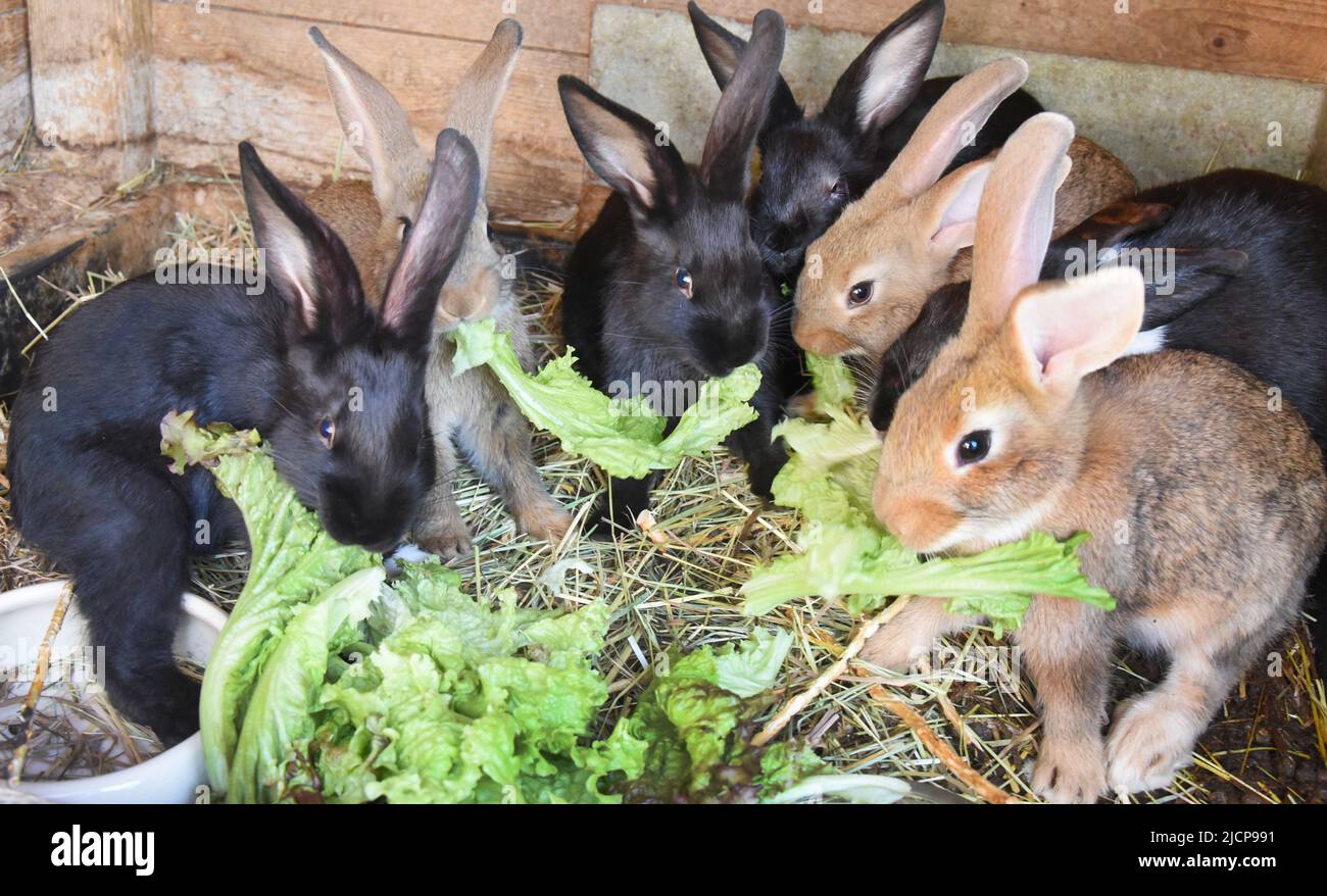 Germany. 12th June, 2022. Fourweekold rabbits eat lettuce. Credit