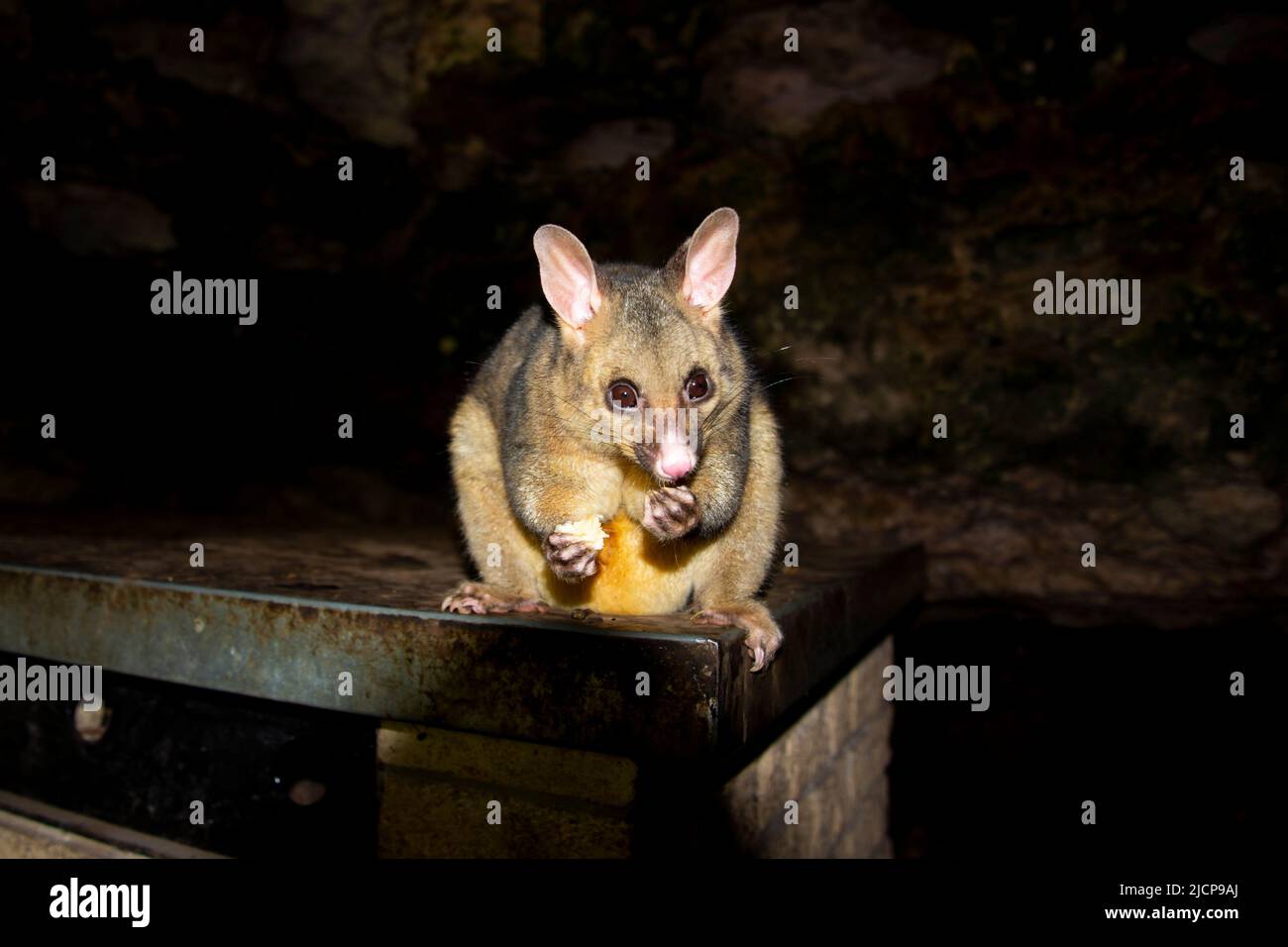 Wild Possum in the Suburbs Stock Photo Alamy