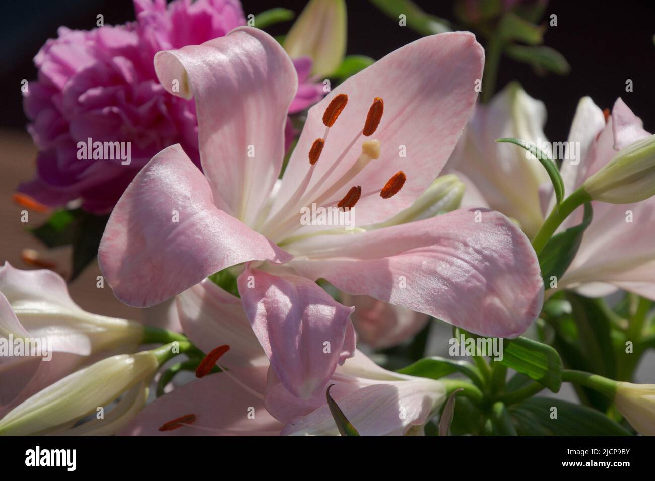 bouquet with beautiful pink lily in focus and pink peony in background Stock Photo
