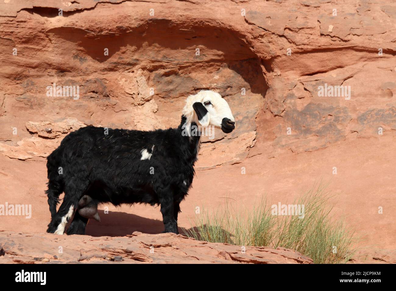 Black Bedouin Goat, Wadi Rum, Jordan Stock Photo