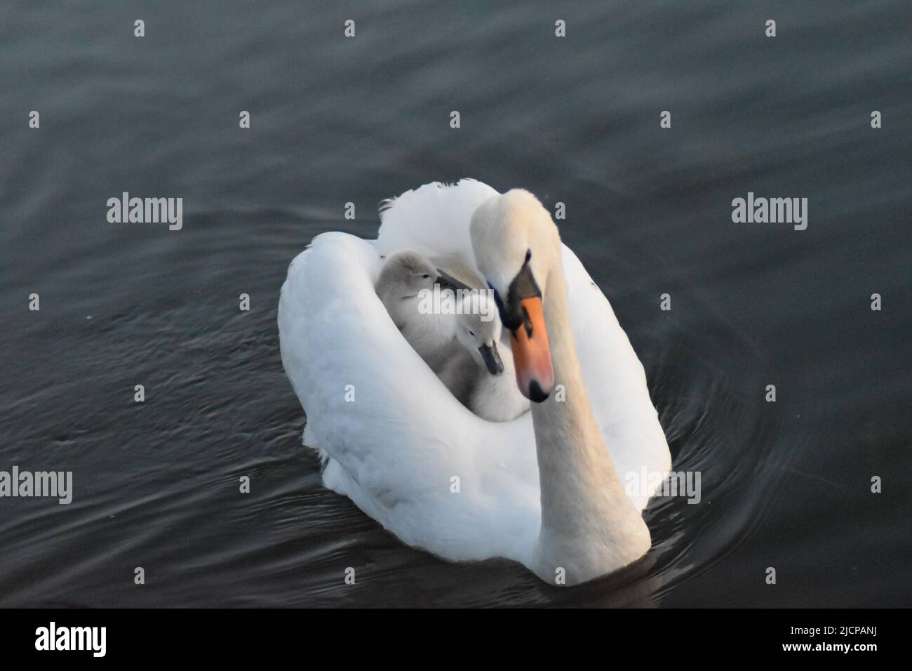Mute swan (Cygnus olor) carrying cygnets at Caldecotte Lake, Milton Keynes. Stock Photo