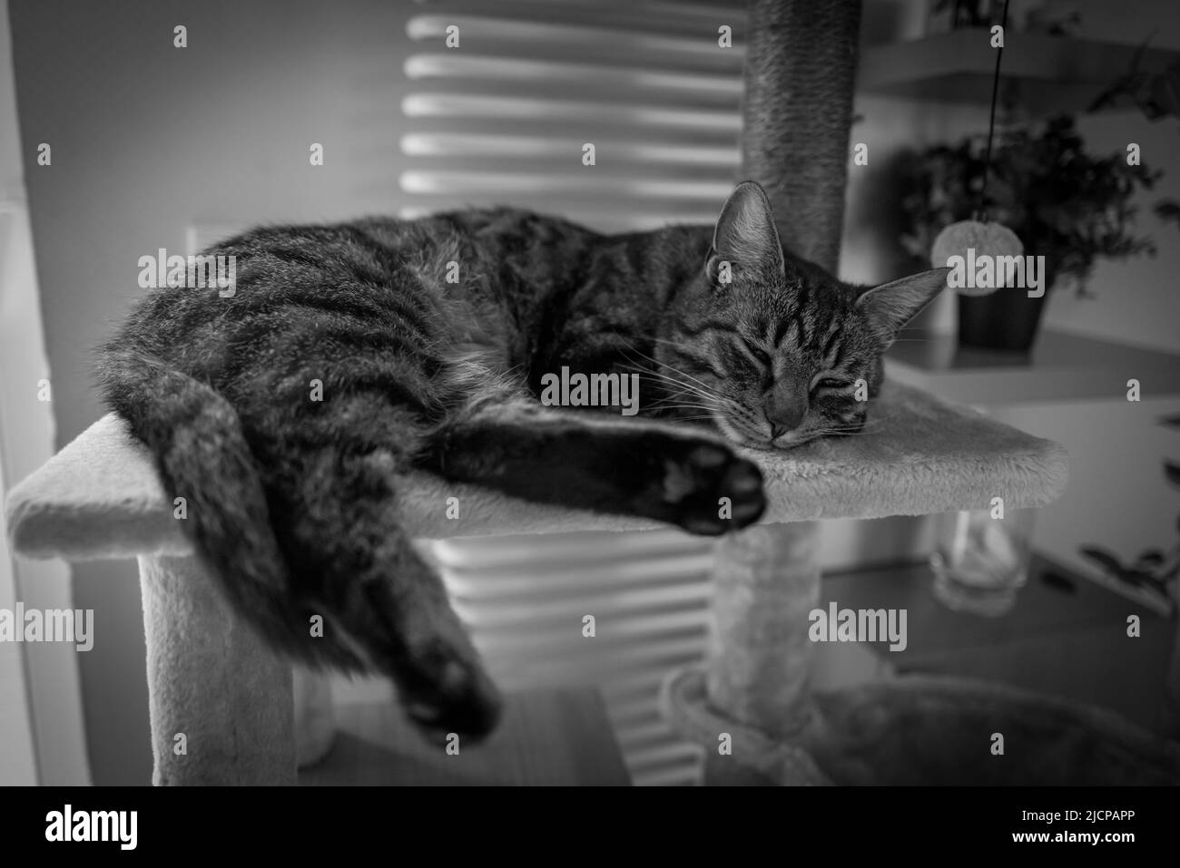 a gray cat sleeps on a scratching post for cats Stock Photo Alamy