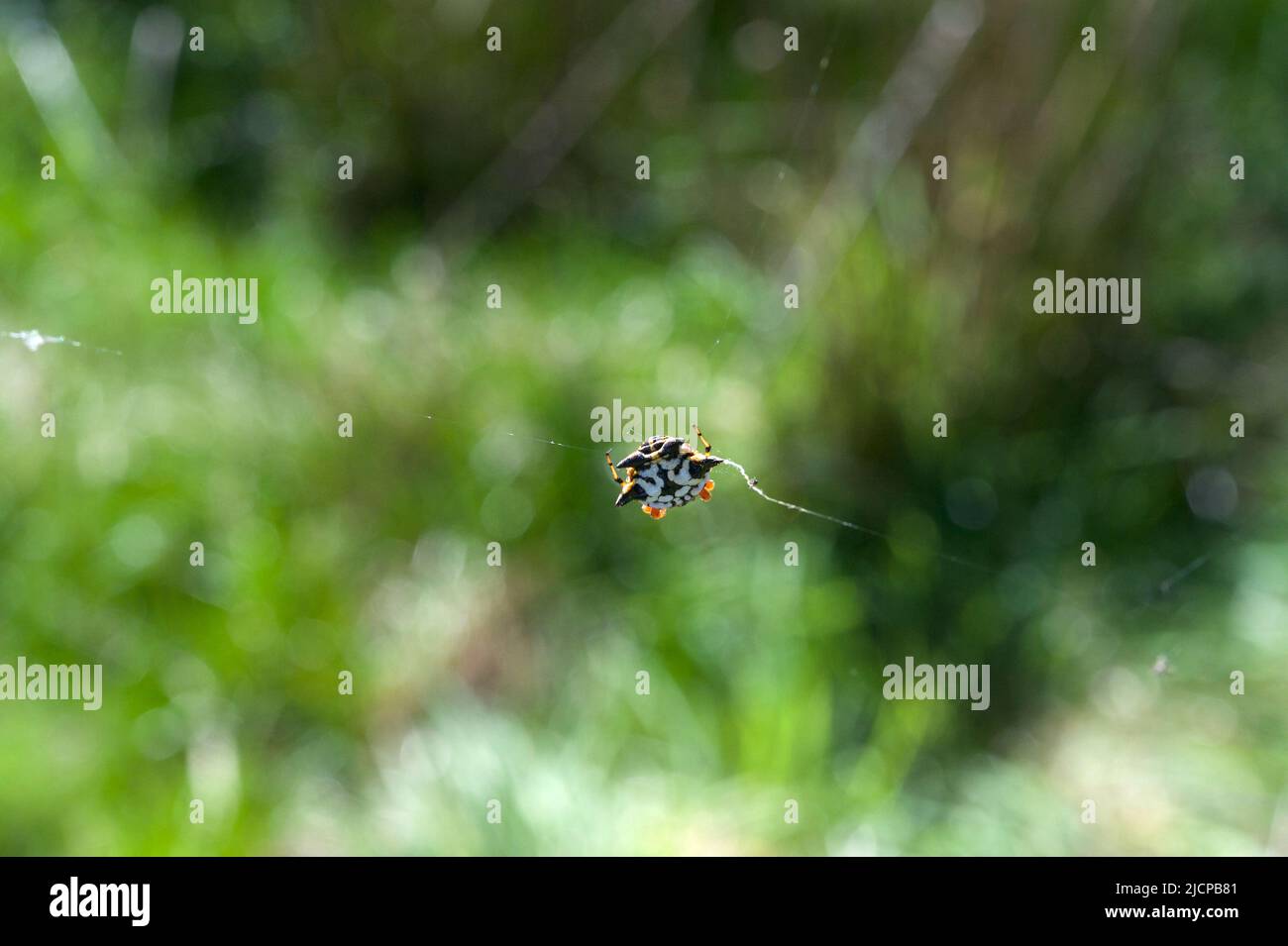 Six Horned or Six Spined Spiders (Gasteracantha Minax) are pretty - and