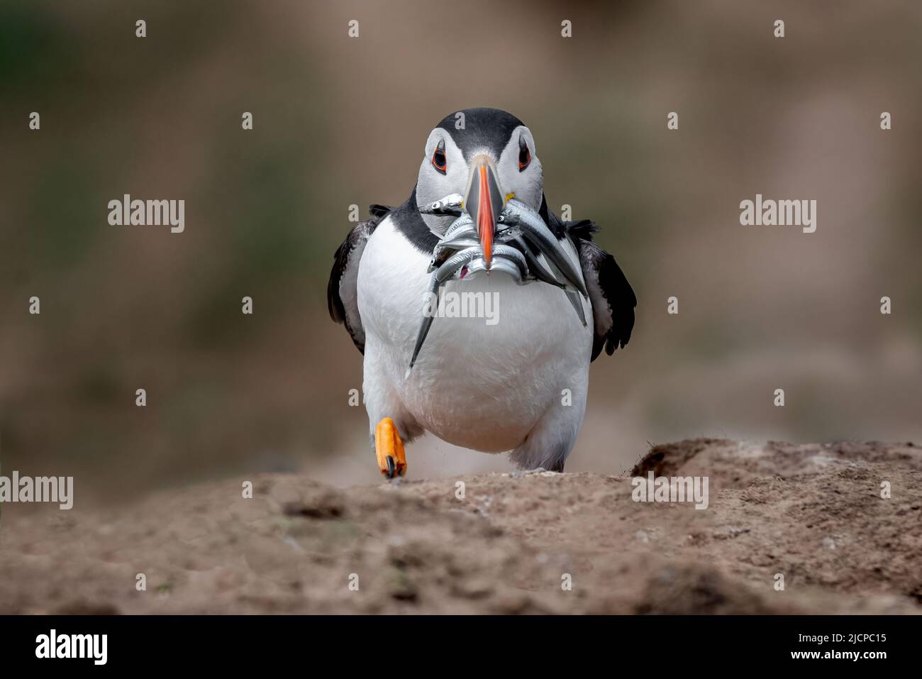 A close up of an atlantic puffin, Fratercula arctica. It is facing the camera and has a beak full of sandeels Stock Photo