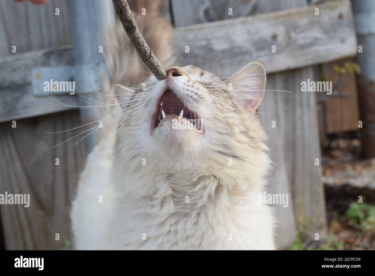 Outdoor cat rubbing against a stick Stock Photo Alamy