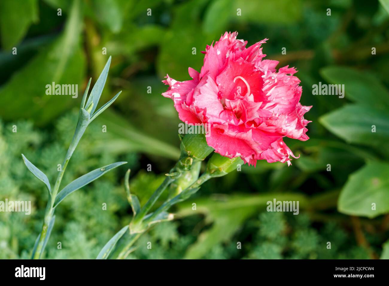 Red carnation growing on a garden bed. Flower bed organization Stock Photo Alamy