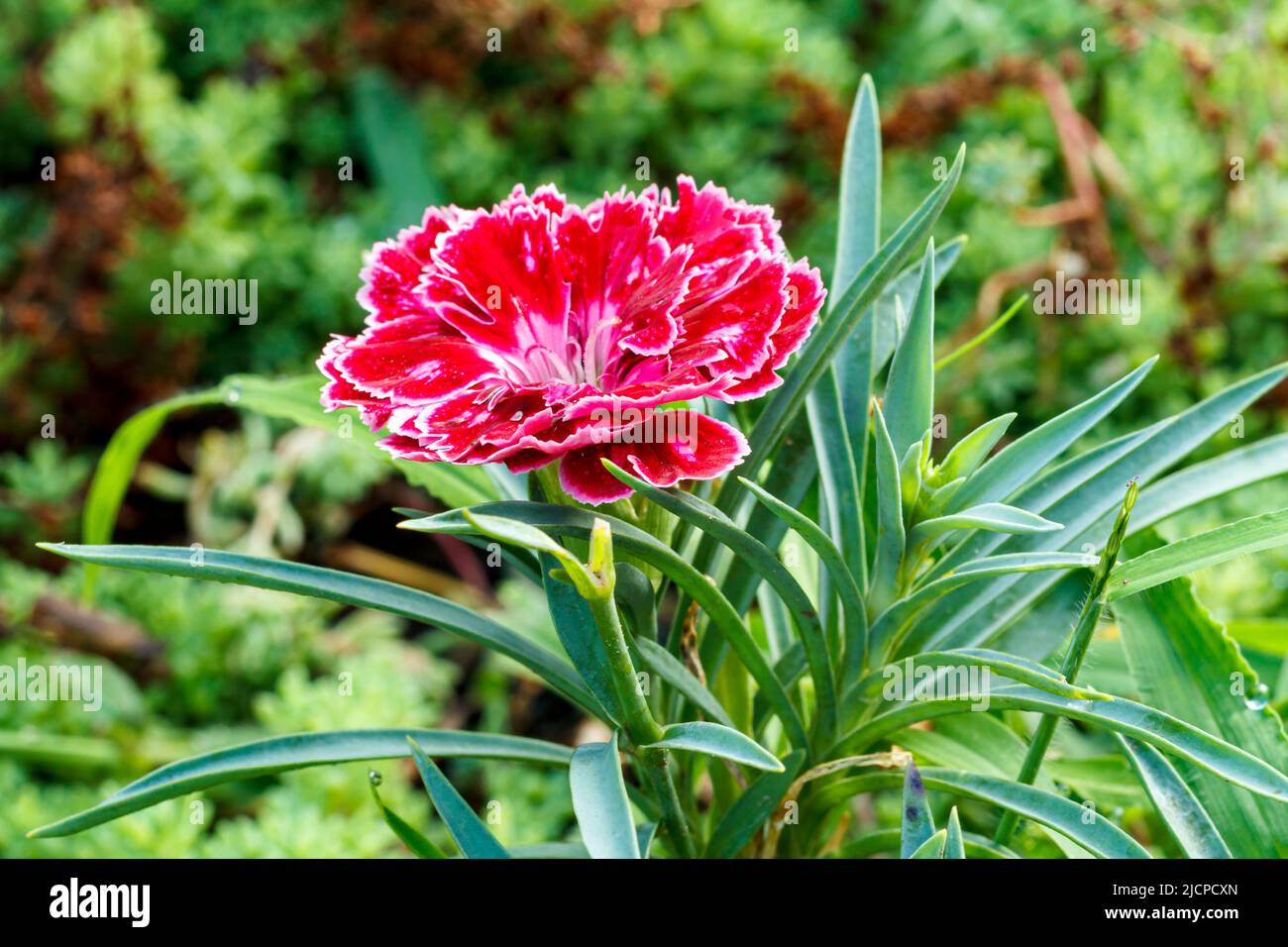 Red carnation growing on a garden bed. Flower bed organization Stock