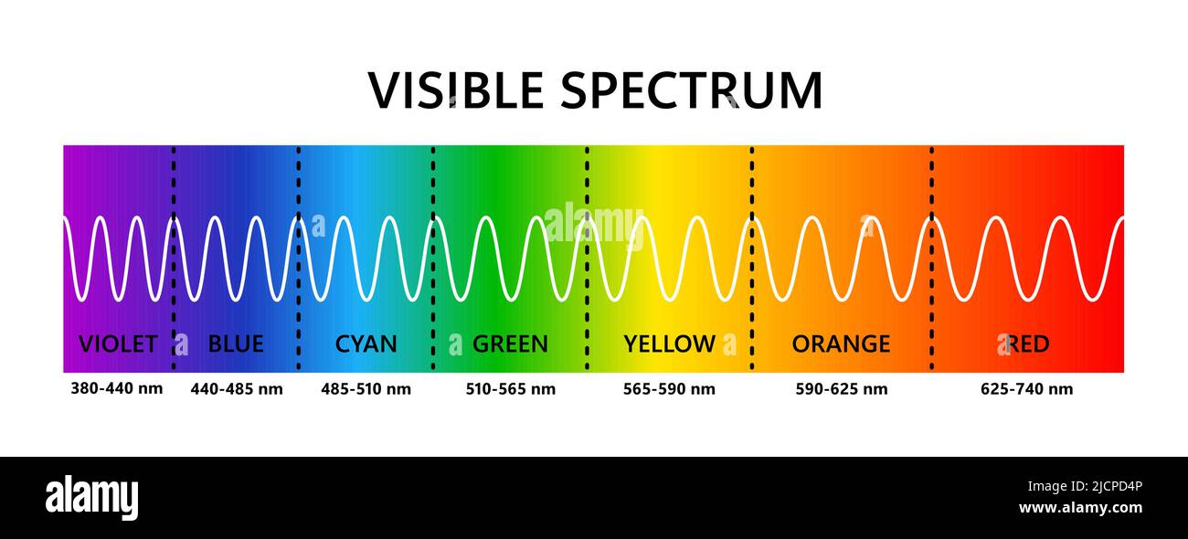 Visible light spectrum. Optical light wavelength. Electromagnetic visible  color spectrum for human eye. Vector gradient diagram with wavelength and  Stock Vector Image & Art - Alamy