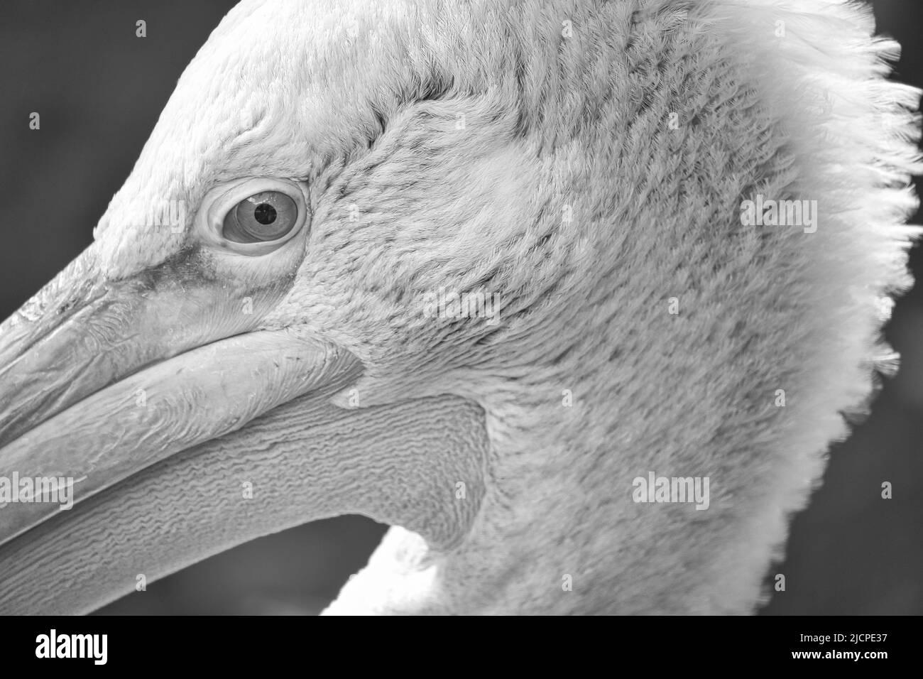 Pelican black and white in portrait. White plumage, large beak, in a large marine bird. Animal photo Stock Photo