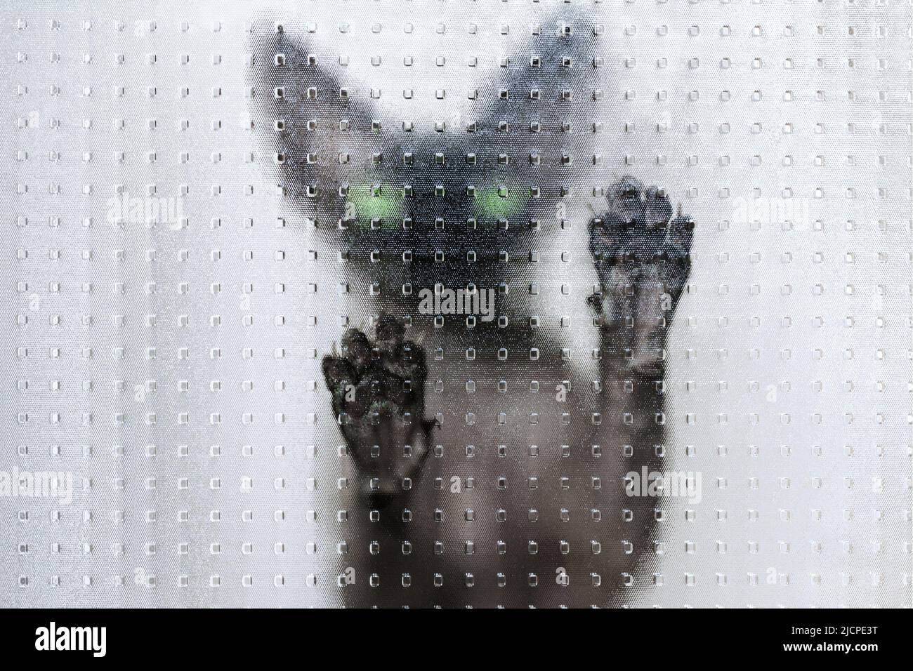 Close up of Sphynx cat behind door glass Stock Photo
