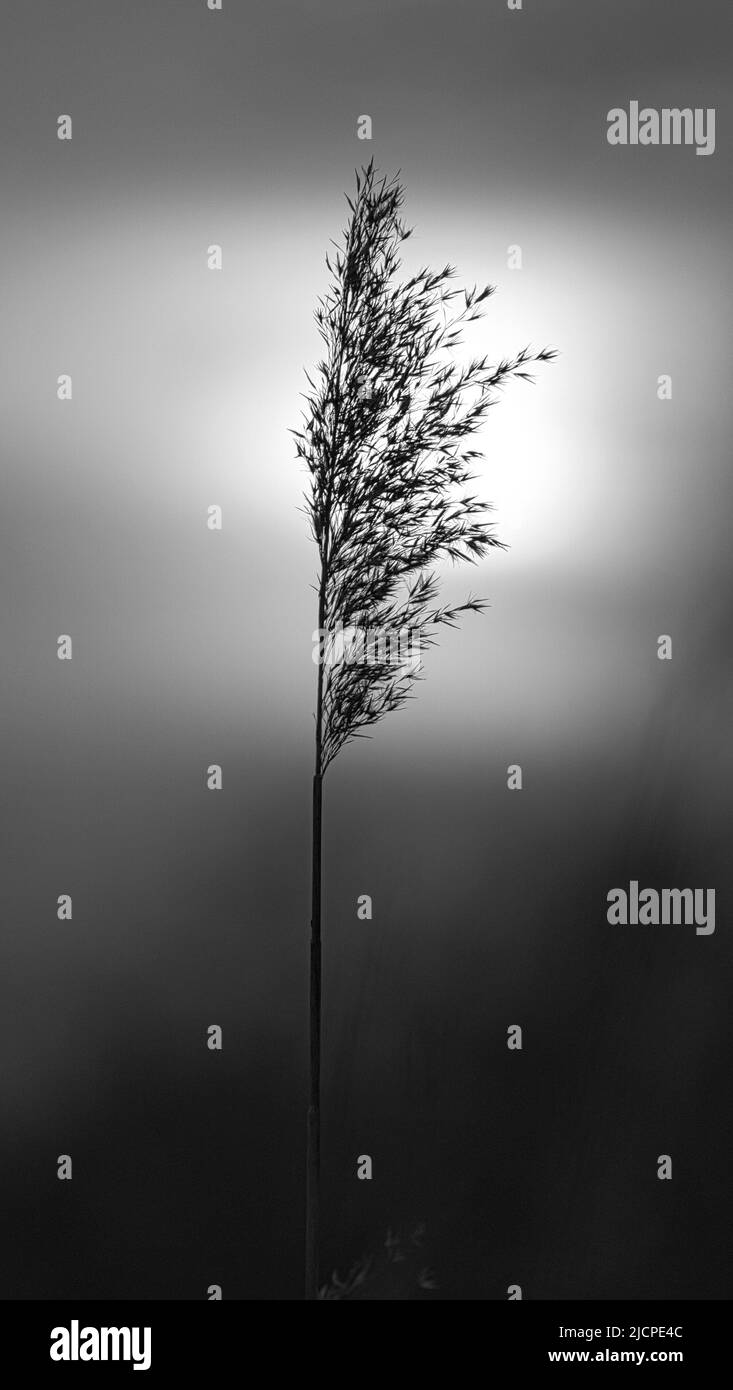Reed in black and white. Romantic sunset. Dreamy and calm mood in nature. Nature photo Stock Photo