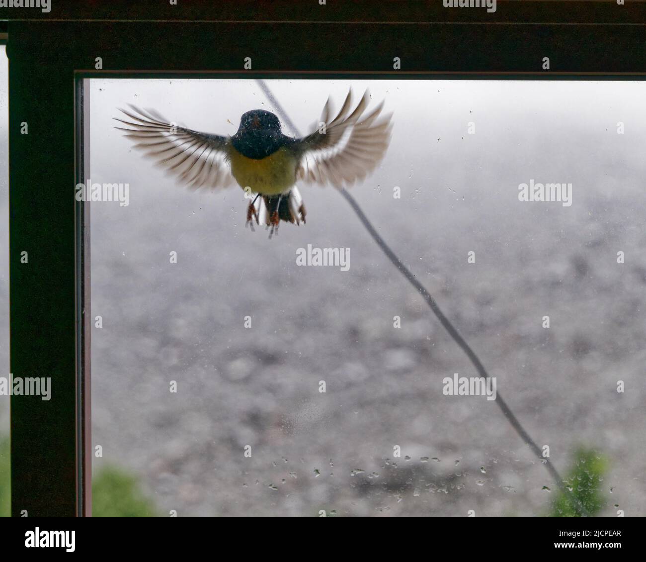 A territorial male south island tomtit attacking a rival, his own reflection in a window of Hopeless Creek Hut, Nelson Lakes National Park, Aotearoa / Stock Photo