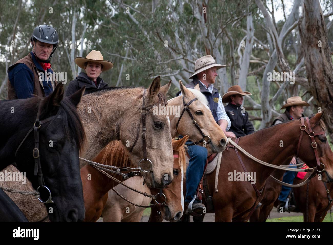 Stockmen ride their horses at the Kelpie Muster in Casterton, Victoria, Australia Stock Photo