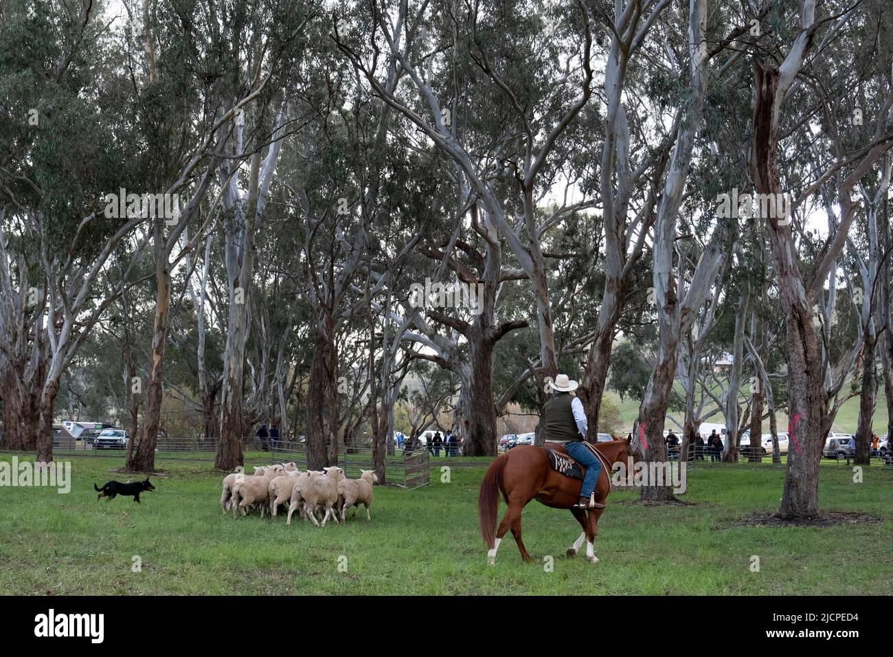 A kelpie dog musters sheep with the help of a stockman at the Kelpie Muster in Casterton, Victoria, Stock Photo