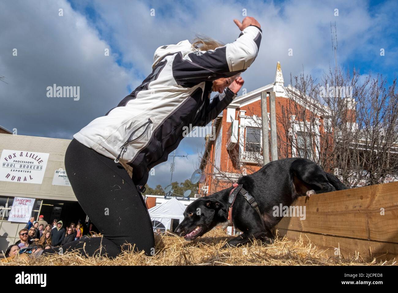A Kelpie dog climbs a wall during a race at the Kelpie Muster in Casterton, Victoria, Australia Stock Photo