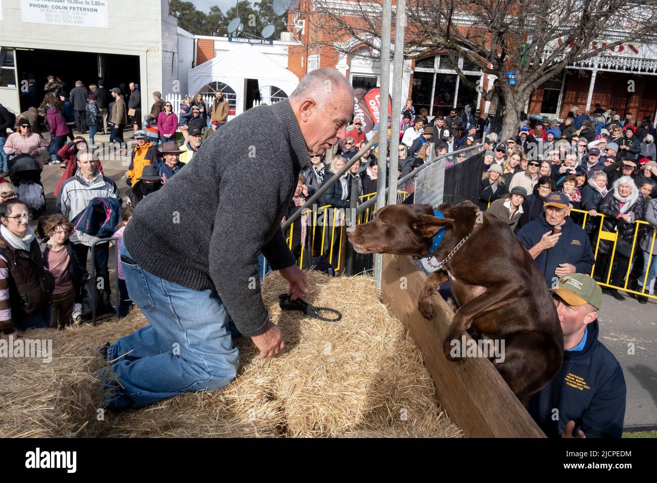 A Kelpie dog climbs a wall during a race at the Kelpie Muster in