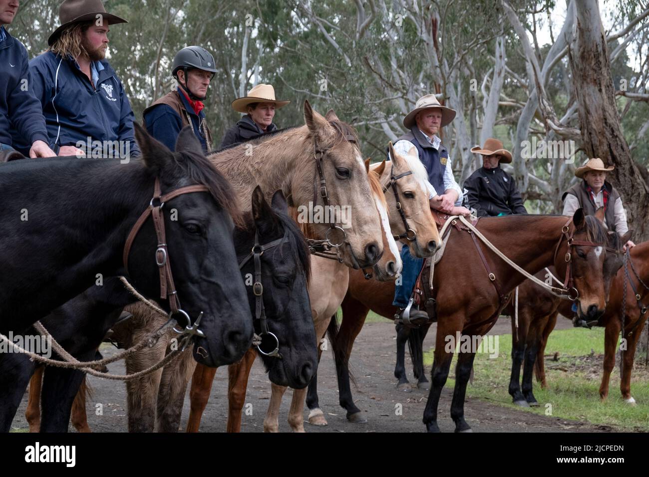 Stockmen ride their horses at the Kelpie Muster in Casterton, Victoria, Australia Stock Photo