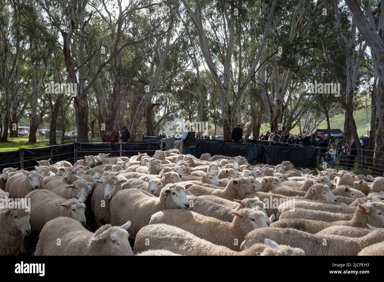 Border Leicester - Merino cross sheep in a holding pen at the Carsterton Australian Kelpie muster. Carsterton, Victoria, Australia Stock Photo