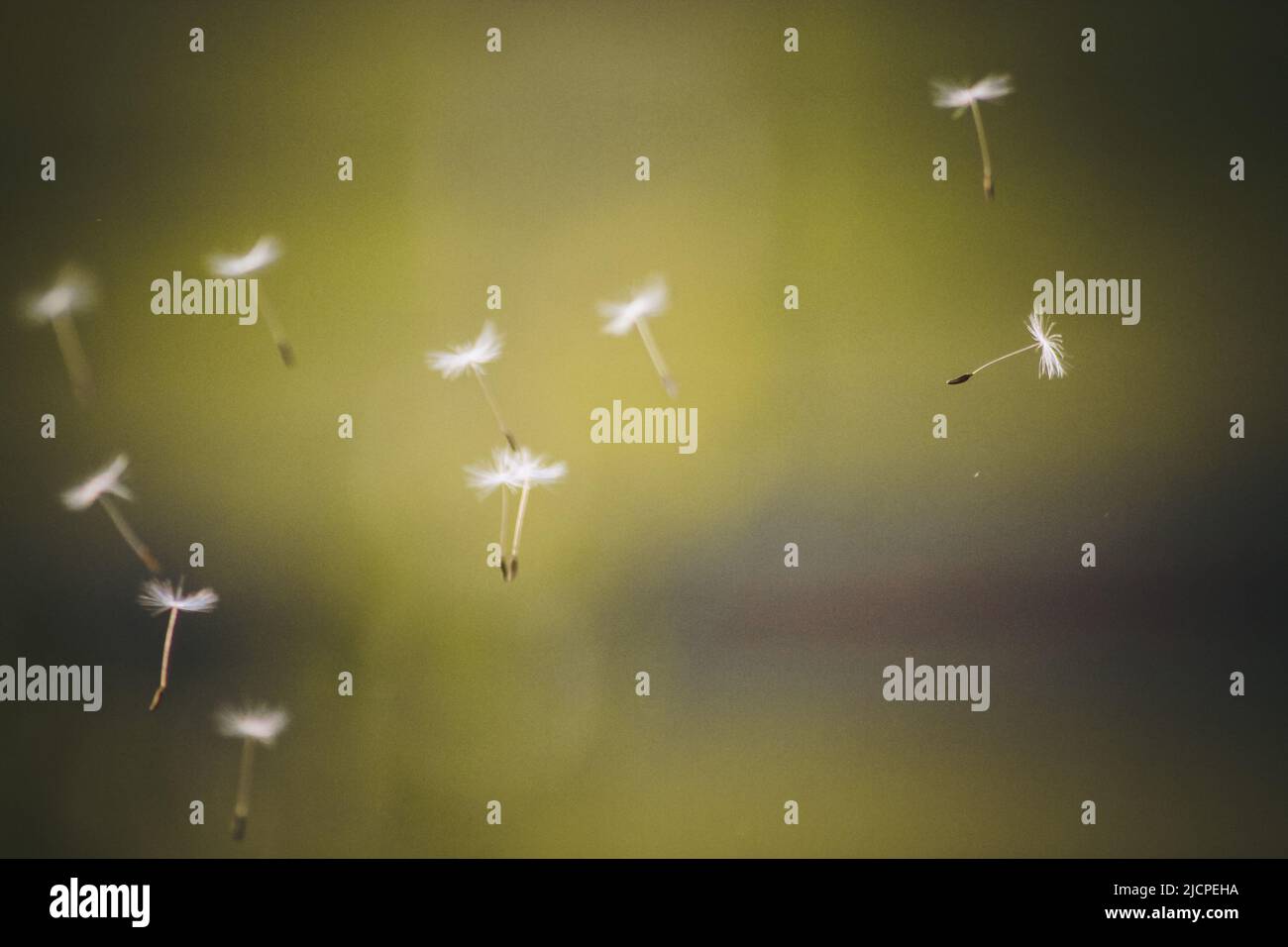 Dandelion seeds floating in the wild Stock Photo Alamy