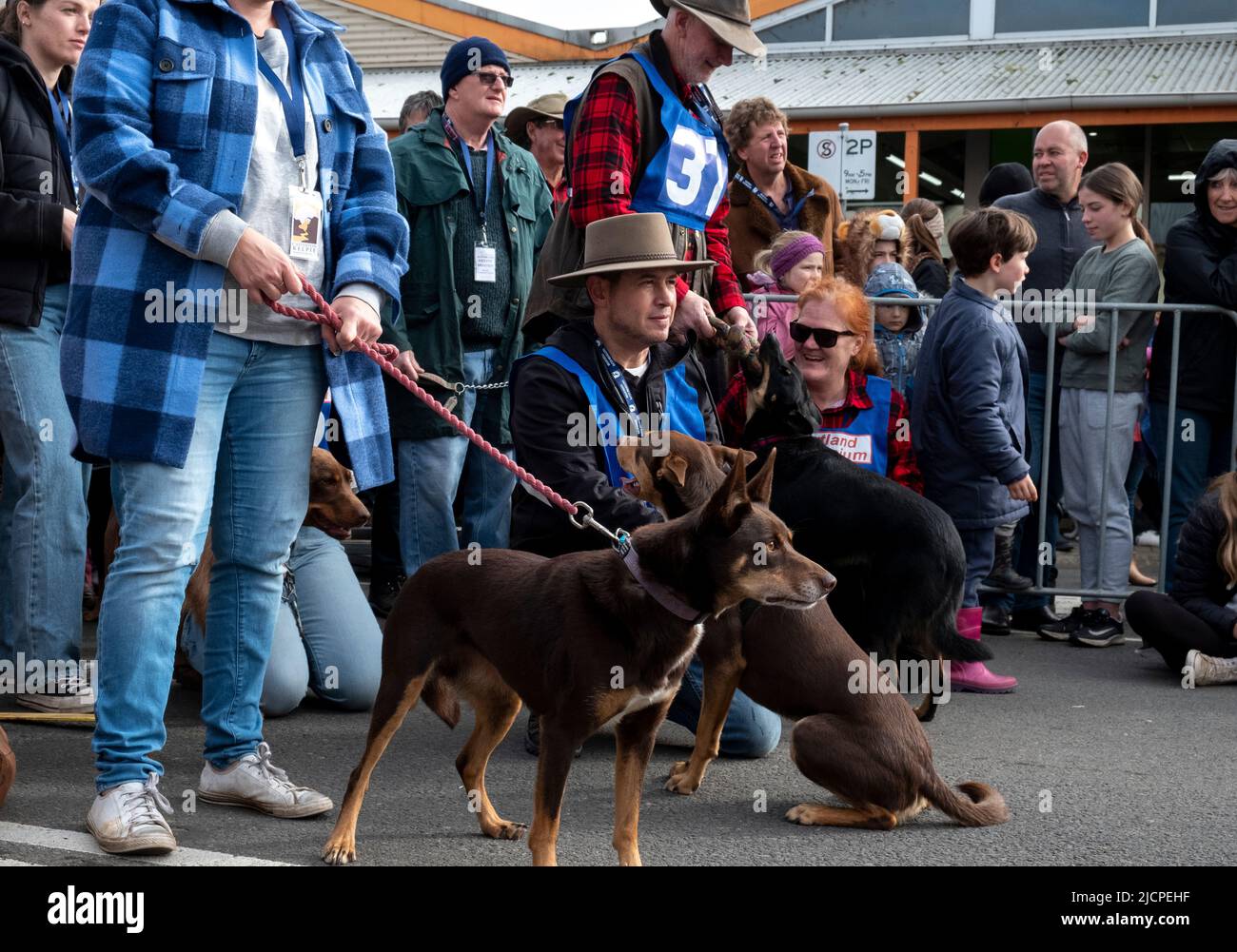 Kelpie dogs wait with their owners for the start of the dog races at the Kelpie Muster in Casterton, Victoria, Australia Stock Photo