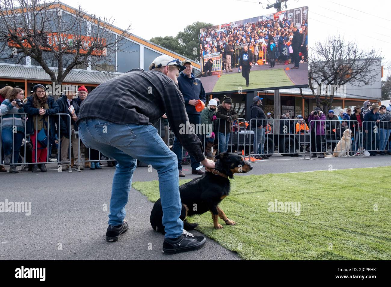 A Kelpie dog waits with it's owner for the start of the dog races at the Kelpie Muster in Casterton, Victoria, Australia Stock Photo