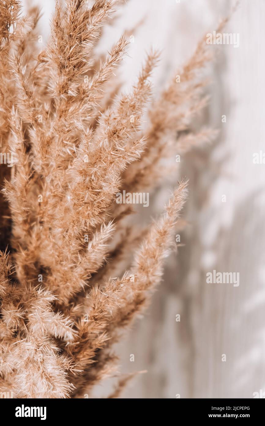 Reed curtains hi-res stock photography and images - Alamy