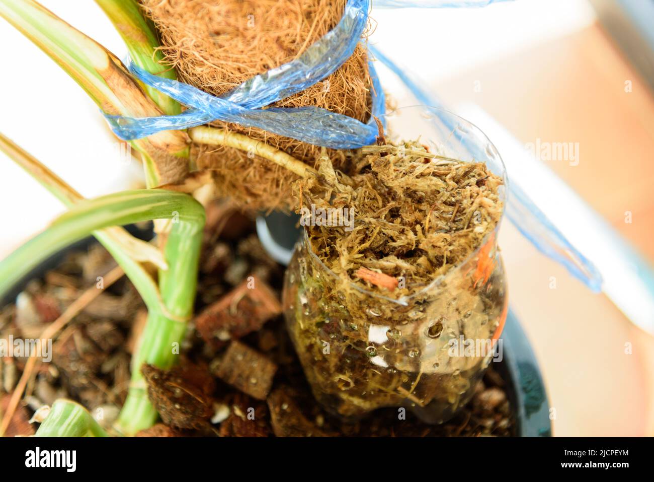 Monstera nursery hi-res stock photography and images - Alamy