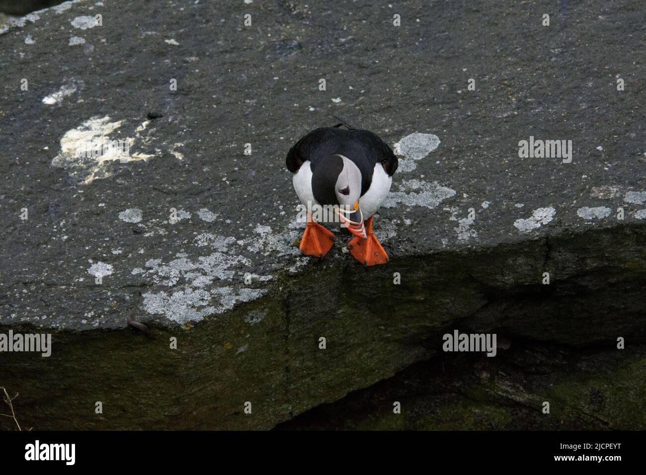 Atlantic Puffin on nesting site at Runde island at the West coast of Norway in the Norwegian Sea. Stock Photo