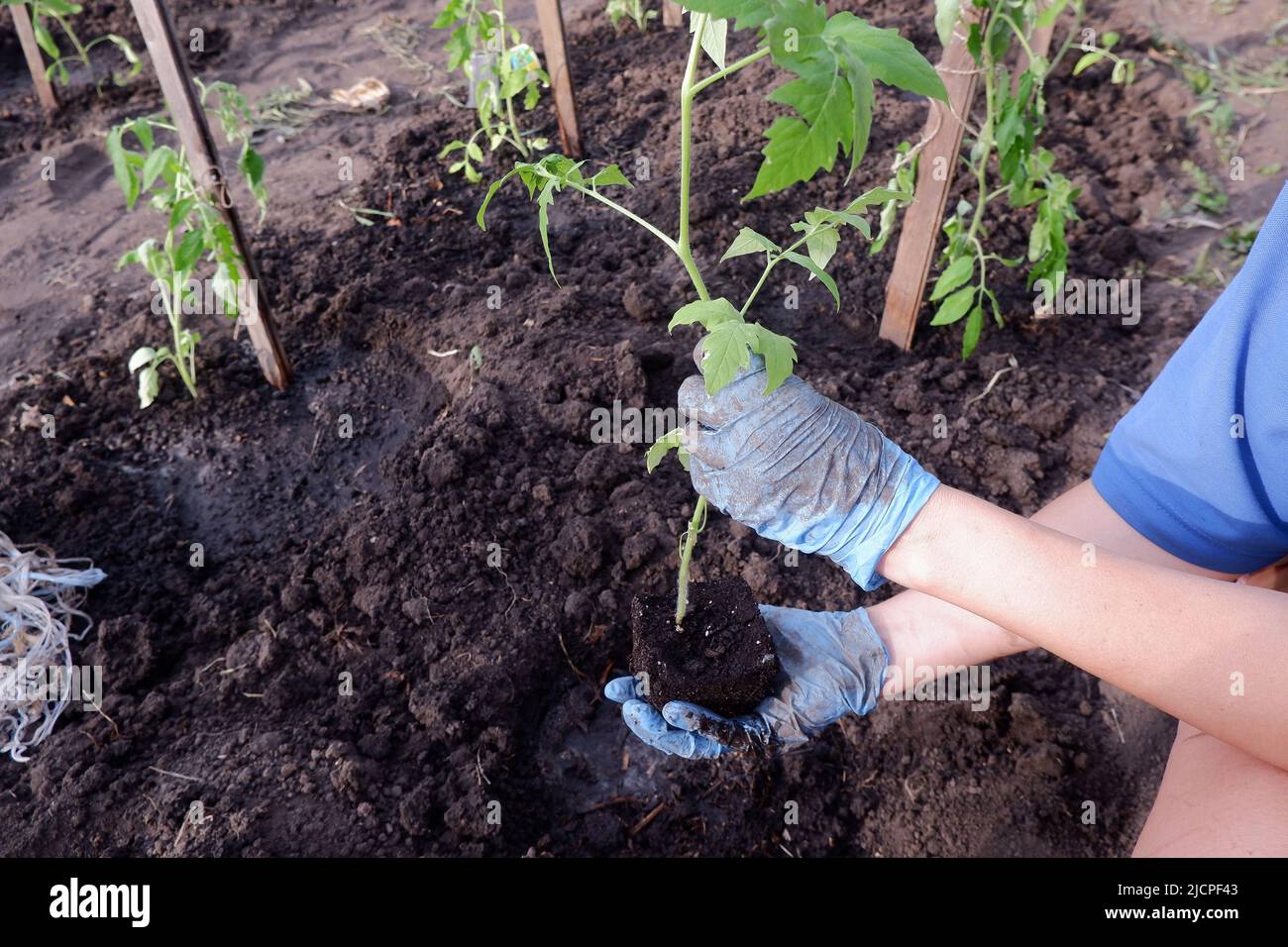 the gardener plants seedlings for growing vegetables in the ground, Stock Photo