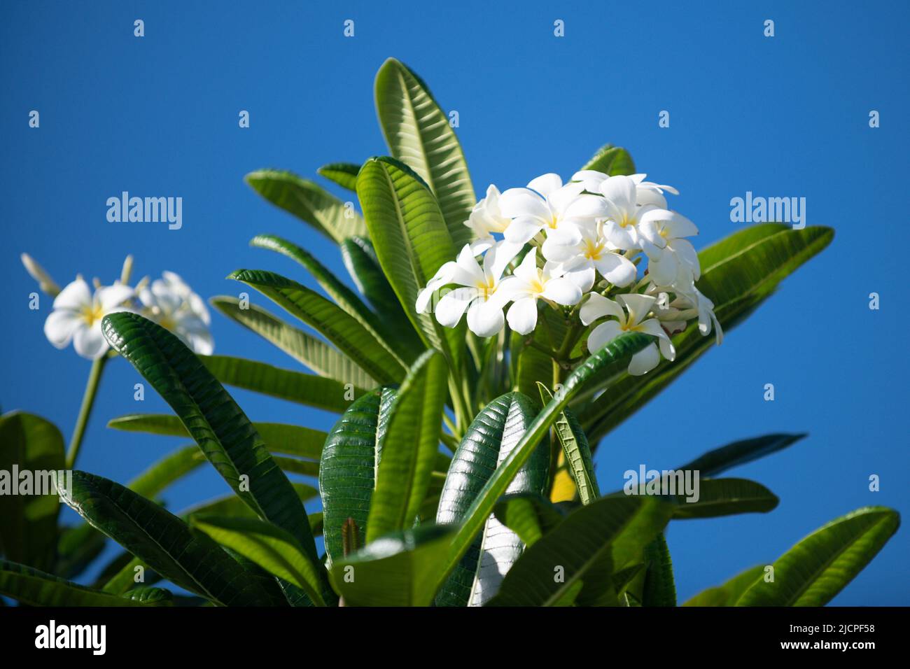 Blossoming Frangipani flower. White plumeria rubra flowers on sky background. Frangipani flower on spring. Stock Photo