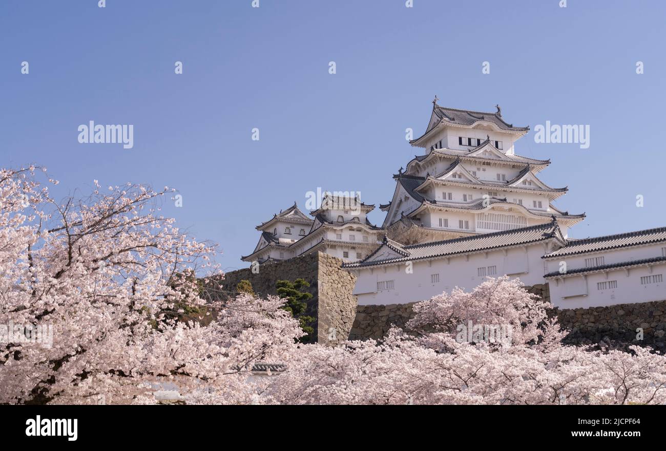 Himeji Castle and cherry blossom, Himeji City, Hyogo, Honshu, Japan. Stock Photo