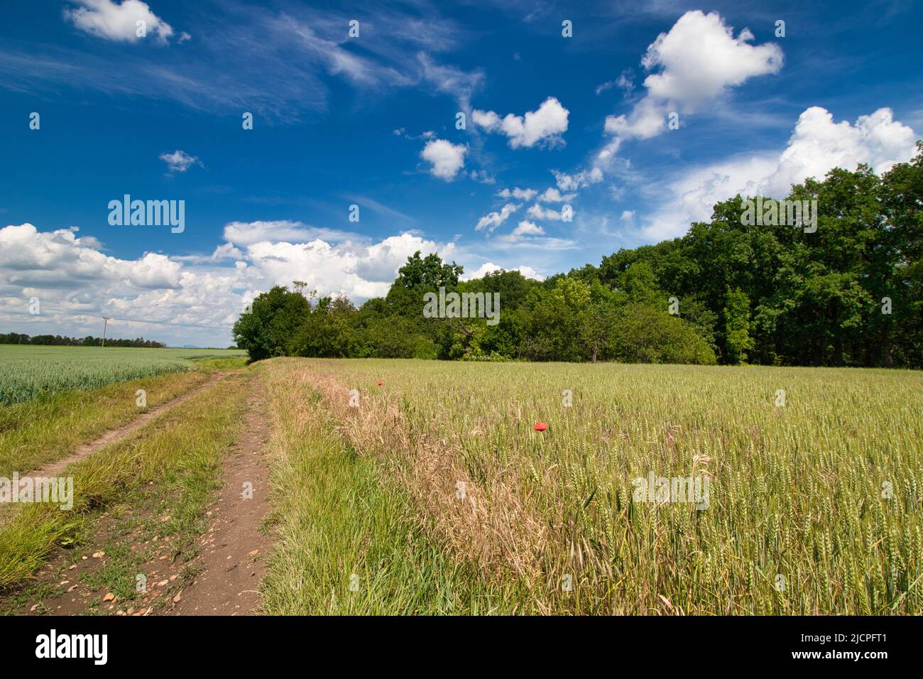 A dusty path around field in spring day under blue sky with clouds ...