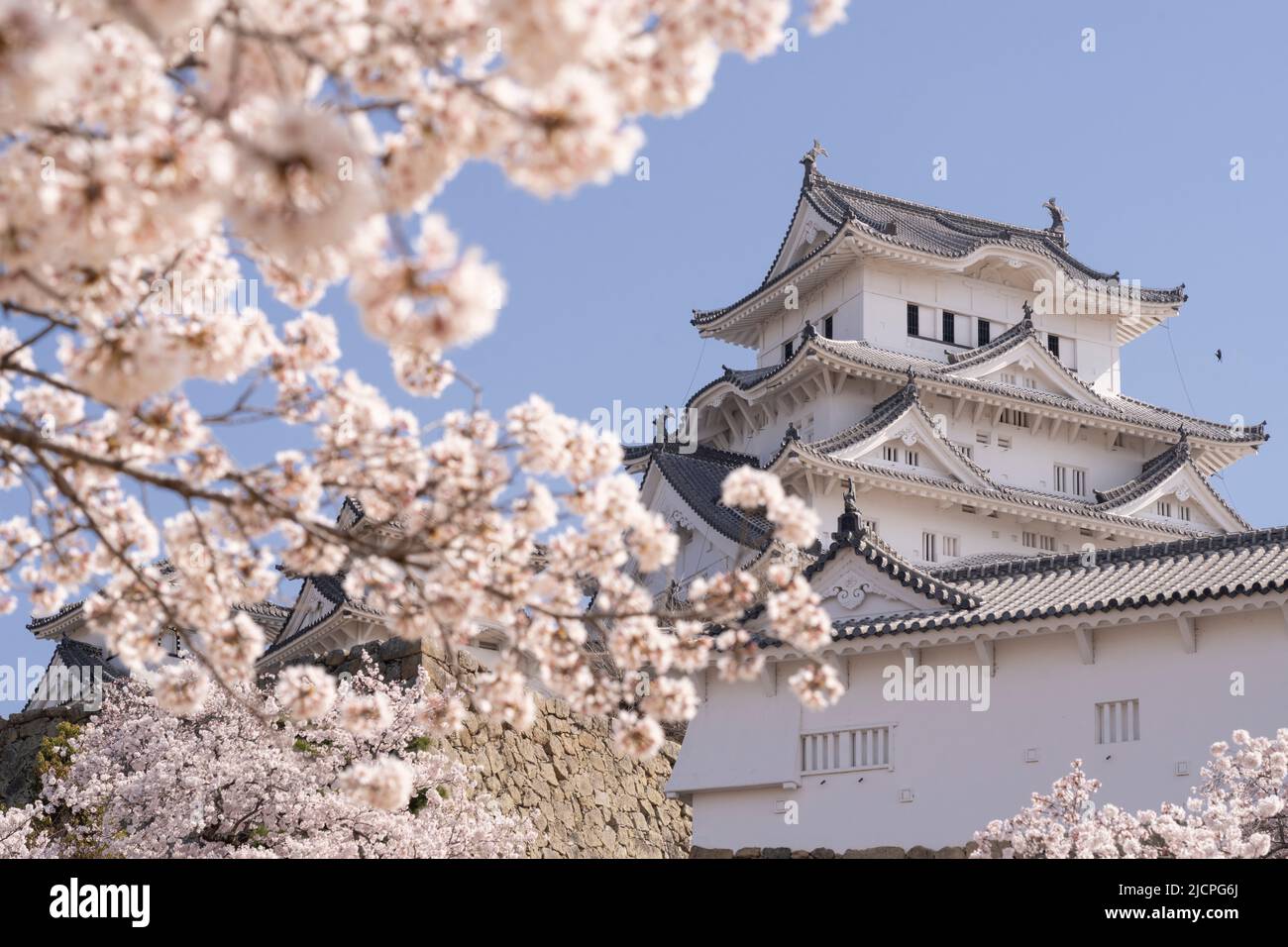 Himeji Castle and cherry blossom, Himeji City, Hyogo, Honshu, Japan. Stock Photo