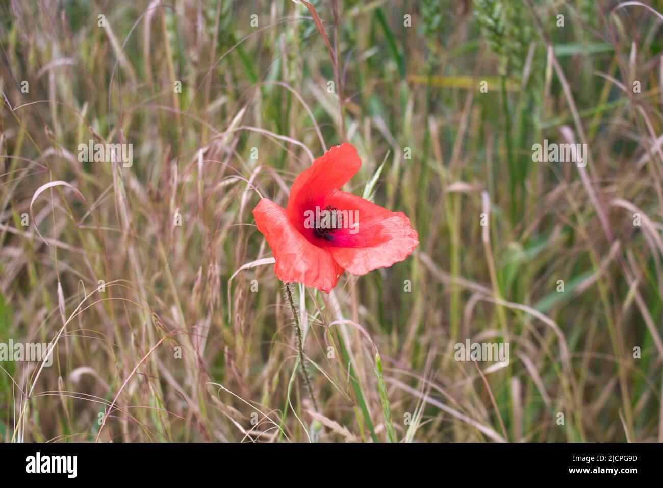 A poppy red bloom in detail view. Stock Photo