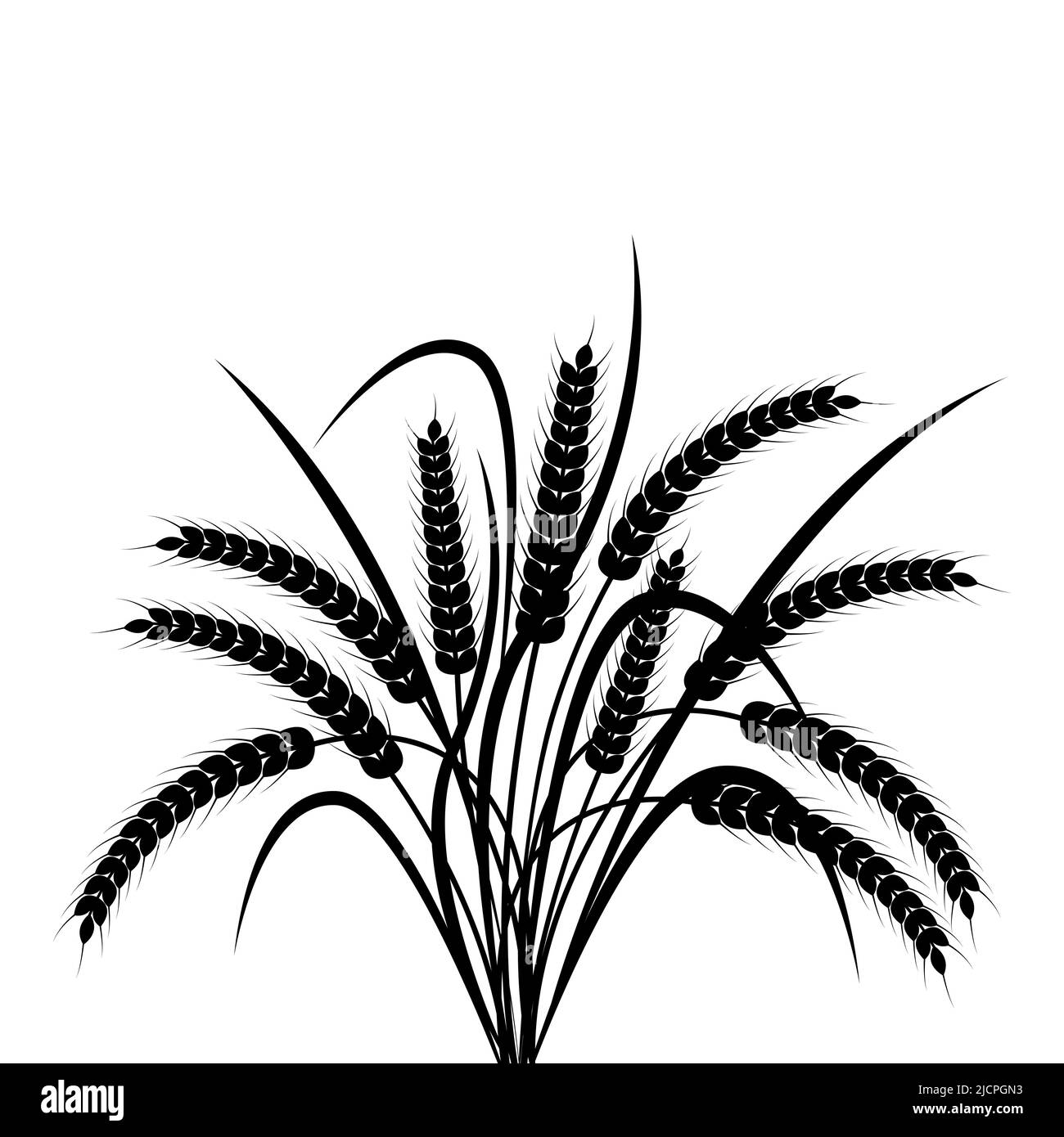 Bunch of ears of wheat on a transparent background. Black and white vector illustration Stock Vector